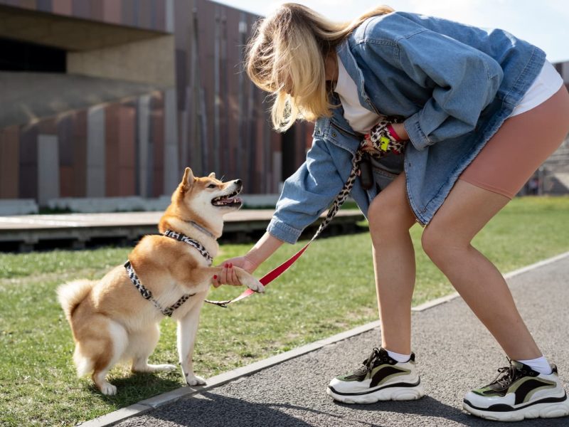 El impacto de la educación canina en la salud mental de los perros