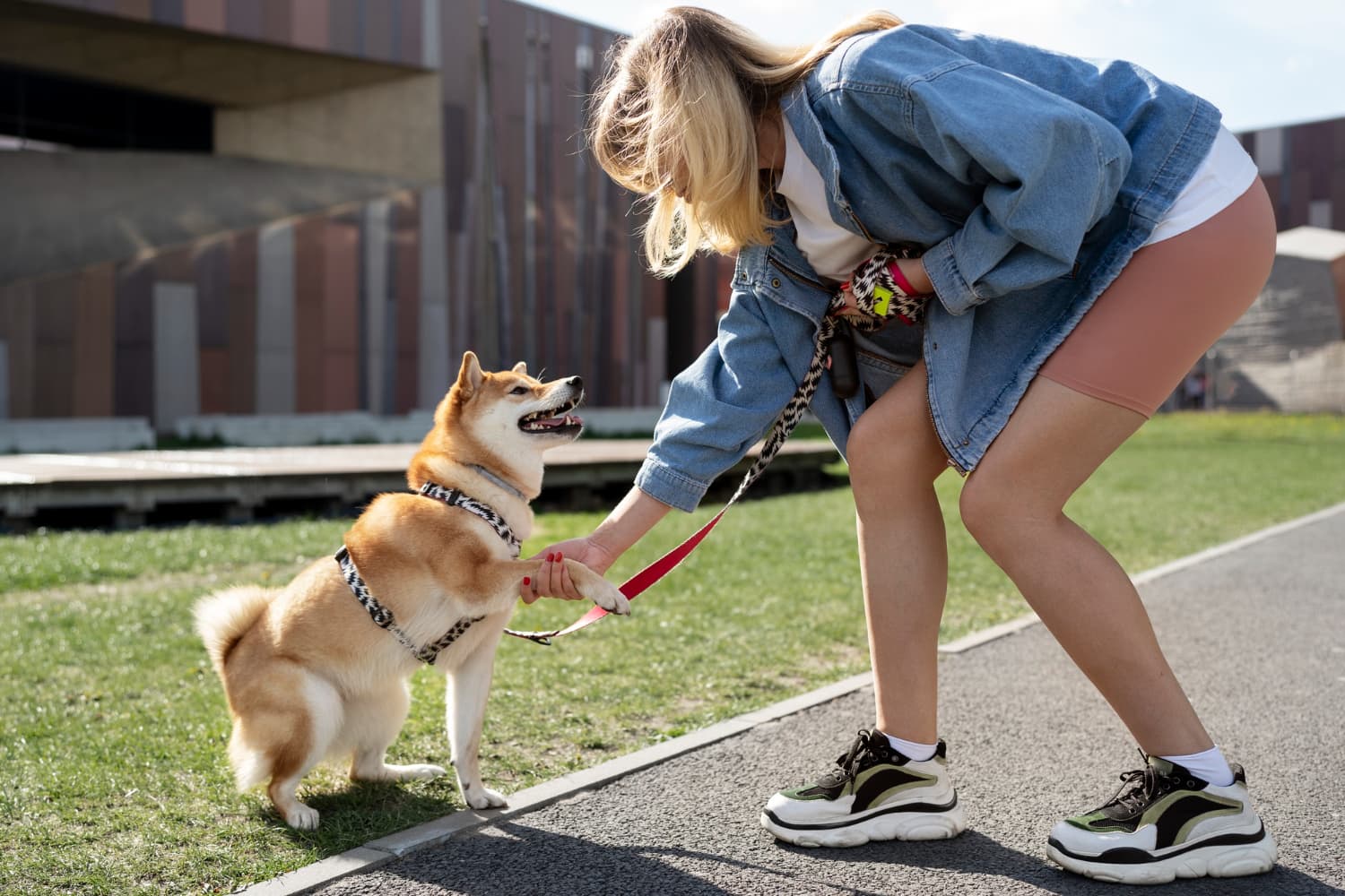 El impacto de la educación canina en la salud mental de los perros